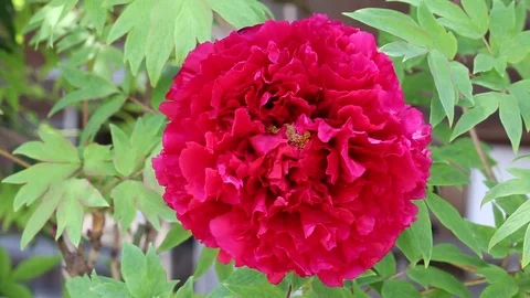 Close up of beautiful peony blossom Stock Footage 77560232