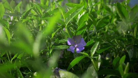 Close-up of a beautiful periwinkle flower after rain Stock Footage 194342802