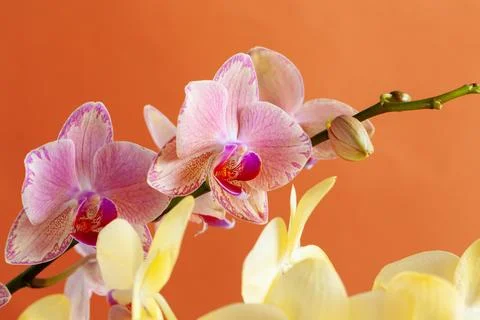 Close up of beautiful phalaenopsis orchid flowers Stock Photos