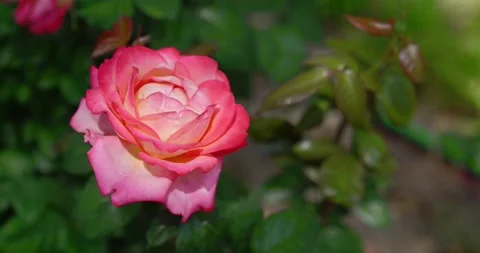 Close-Up a beautiful pink and white rose blooming in a garden Stock Footage 342242667