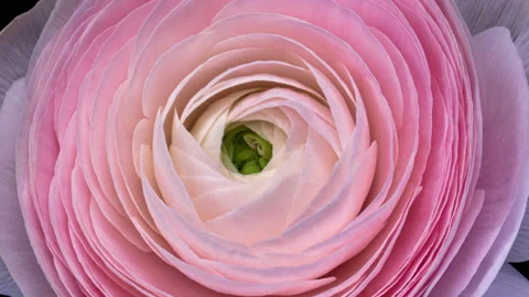 Close up of beautiful pink buttercup, ranunculus flower opening. Stock Footage 161069582