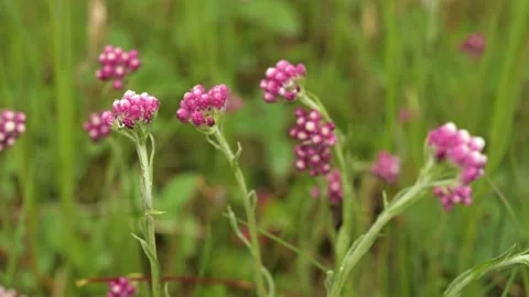 Close-up of beautiful Pink Everlasting also known as pussytoes wildflowers  Stock Footage 134656264