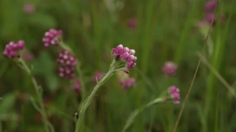 Close-up of beautiful Pink Everlasting also known as pussytoes wildflowers Stock Footage 134656268