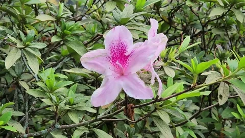 Close-up of a beautiful pink flower blooming in a garden. Stock Footage 324835548