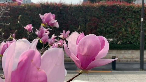 Close-up beautiful pink flower in spring, Tokyo street in Japan Video stock 105206977