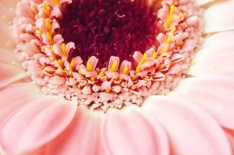 Close-up of a beautiful pink gerbera daisy flower in full bloom Stock Photos