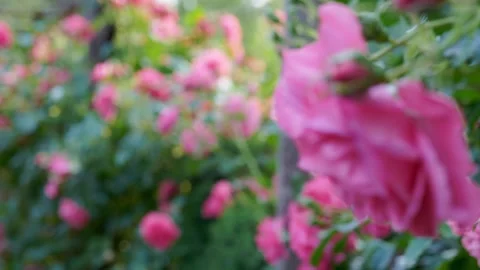 Close up of a beautiful pink rose. Changing the focus point. Stock Footage 244633607
