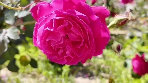 Close up Beautiful Pink Rose in Spring Season Stock Footage 329467516