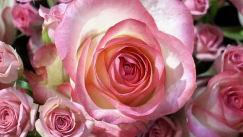 Close-up of beautiful pink roses Stock Footage 88787178