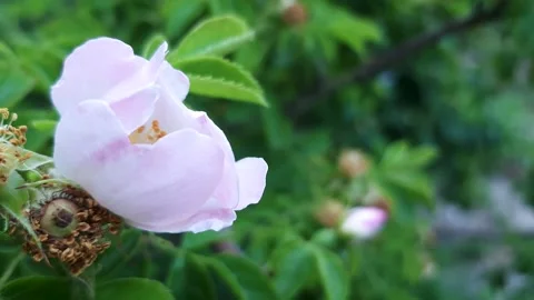 Close up of beautiful pink tea rose in garden as a background. Nature flora Stock Footage 158296086