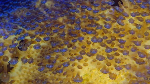 Close up of beautiful polyps Video stock 129236660