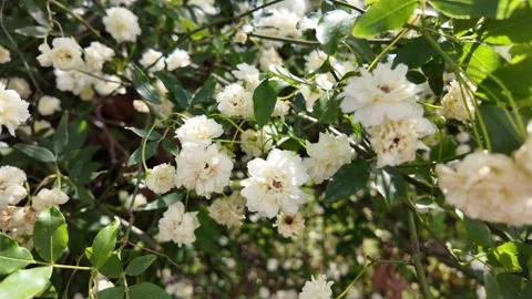 Close-up of a beautiful pristine white shrub rose in a garden Stock Footage 336798387
