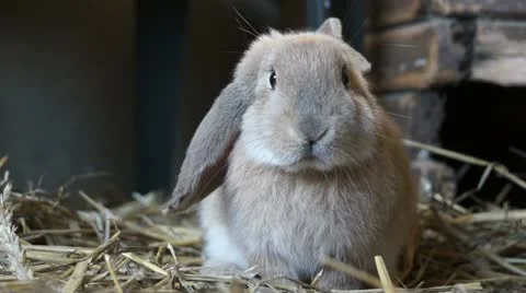 Close up beautiful rabbit Stock Footage 12515484