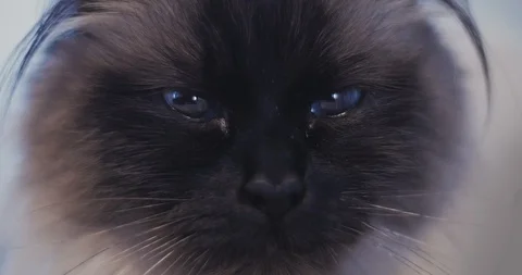 Close Up of Beautiful Ragdoll Cat With Big Blue Eyes Видео 86339896