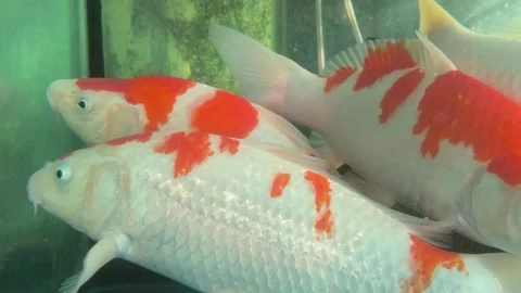 Close-up of beautiful red and white Kohaku Koi fish swimming Stock Footage 320099209