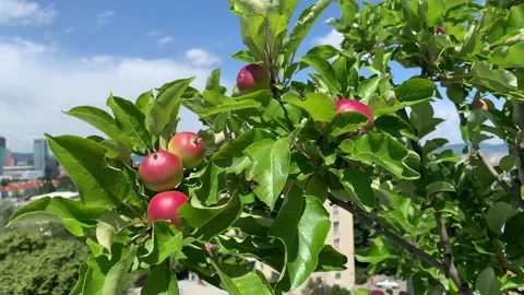 Close-up of beautiful red apples on an apple tree bending in the strong wind. Stock Footage 132207611