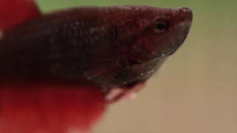 Close up of beautiful red betta fish in aquarium with green background Stock Footage 243763069