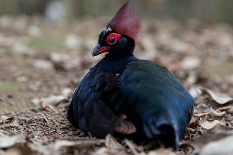 Close-up of a beautiful red-crested rollulus rulul, crowned partridge lying Foto stock