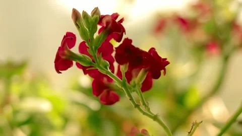 Close-up of a beautiful red flower in sharp focus with a smooth slow zoom in Video stock 338173496