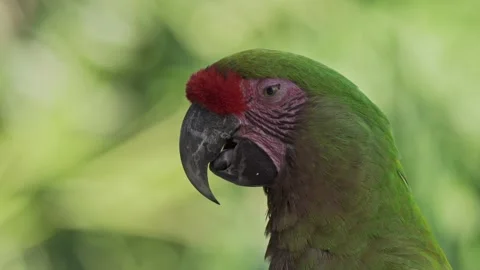 Close up of a beautiful red-fronted macaw resting in nature with its beak Stock Footage 148390850