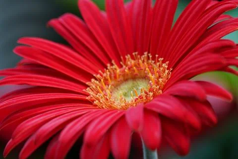 Close Up of a Beautiful Red Gerbera Daisy Flower Foto stock