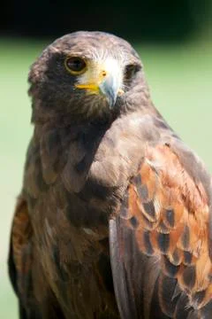 Close up of a beautiful red Hawk Stock Photos
