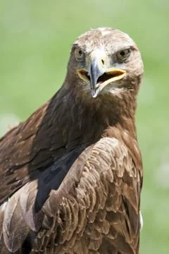 Close up of a beautiful red Hawk Stock Photos