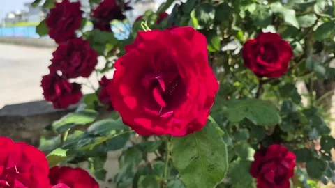 Close Up of Beautiful Red Rose Blooming on Bush in Garden 库存影片 336097630