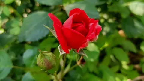 Close-up of a beautiful red rose blooming in the garden Video stock 338046325