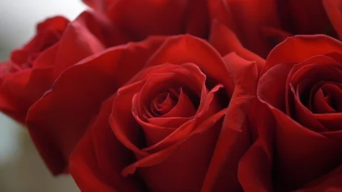 Close-up beautiful red rose flower Stock Footage 110381561