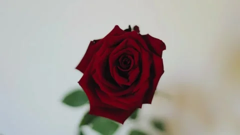 Close-up of a beautiful red rose. The flower has a very deep color Stock Footage 302111612