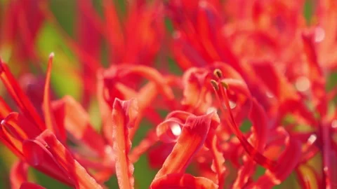 Close-up of a beautiful red spider lily Stock Footage 324608962