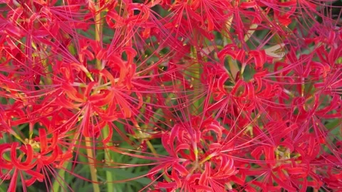 Close-up of a beautiful red spider lily Stock Footage 324610364