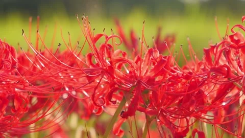 Close-up of a beautiful red spider lily Stock Footage 324611060
