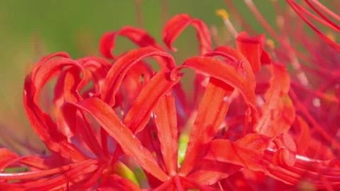 Close-up of a beautiful red spider lily Stock Footage 324611408