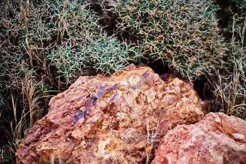 Close-up of a beautiful red stone on the background of plants. Shallow depth  Stock Photos