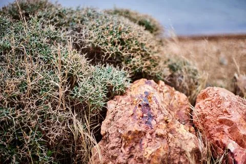 Close-up of a beautiful red stone on the background of plants and the sea. Sh Stock Photos