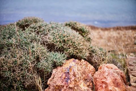 Close-up of a beautiful red stone on the background of plants and the sea. Sh Stockfoto's