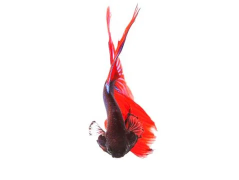 Close up of beautiful red tail thai siamese fighting fish betta isolated whit Stock Photos