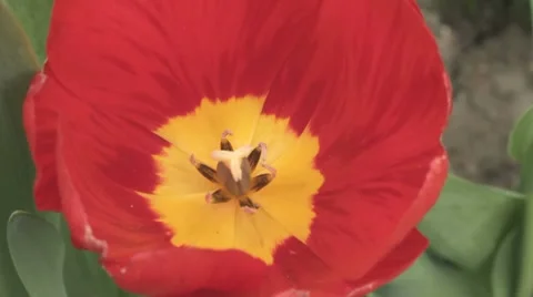 Close-up of beautiful red tulip with yellow center Stock-Footage 7740813