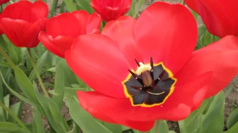 Close-up of beautiful red tulips Stock Footage 7740815