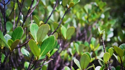 Close-Up of the Beautiful Rhizophora Mangle Tree Branches Stock Footage 233291467