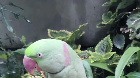 Close up of a beautiful ring-necked parakeet in the garden 스톡 동영상 336976136