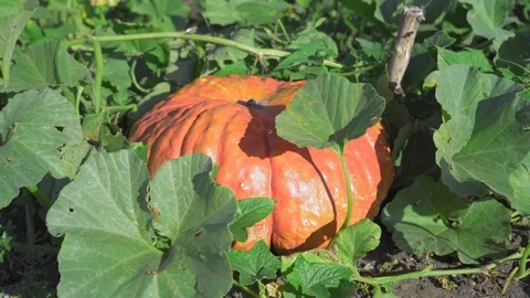 Close-up Beautiful Ripe Pumpkin Grows in Garden Stock Footage 95727356