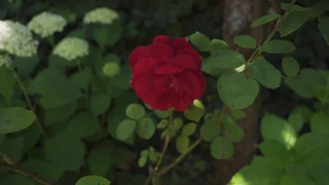 A close up of a beautiful rose flower with its characteristic petals. Stock Footage 245348941