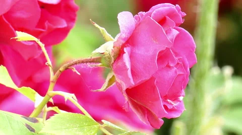 Close up of a beautiful rose Video stock 51507816