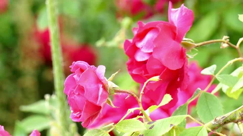 Close up of a beautiful rose Stock Footage 51508948