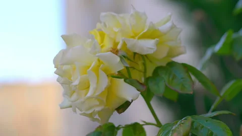 Close-Up of a Beautiful Rose in Full Bloom in 4k slow motion 60fps Stock Footage 267905299