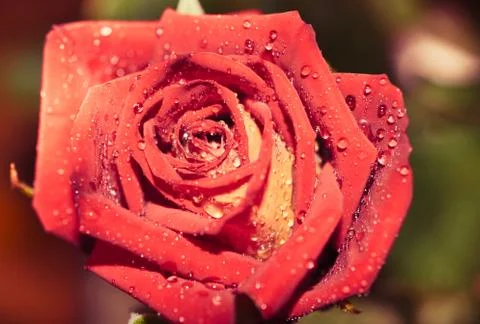 Close up of beautiful rose Stock Photos