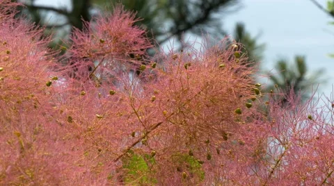 Close-up of beautiful rose pink Cotinus coggygria (European smoketree) plant Stock Footage 68346177